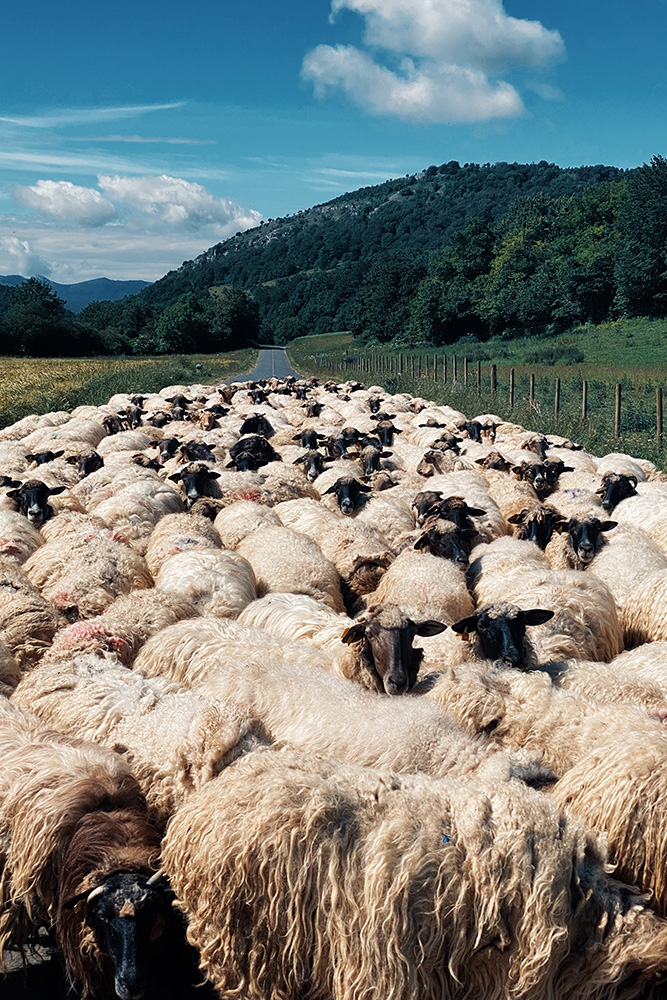 Vertical shot of a flock of sheep in the middle of the road surrounded by green nature